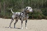 DALMATIEN 286